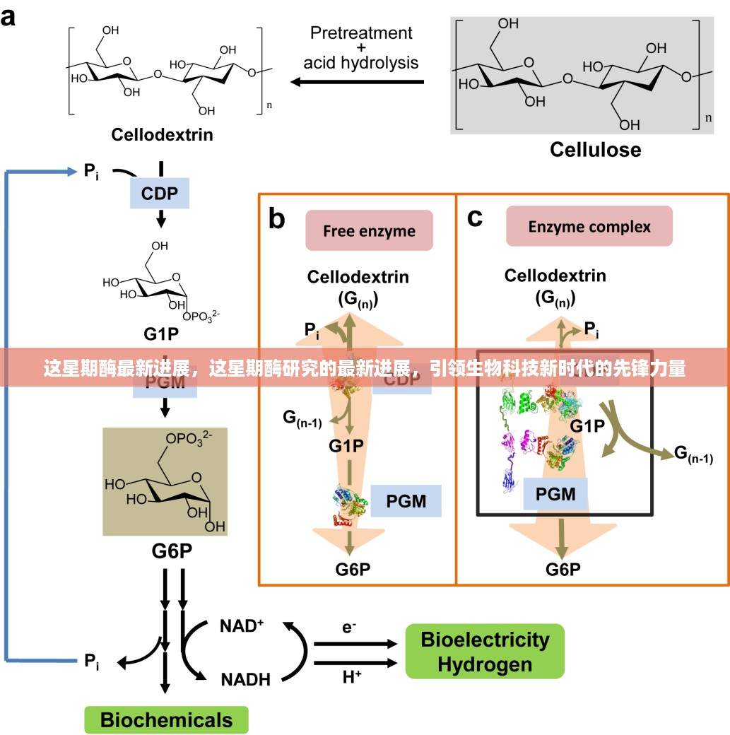 生物科技先锋力量，本周酶研究最新进展引领新时代浪潮