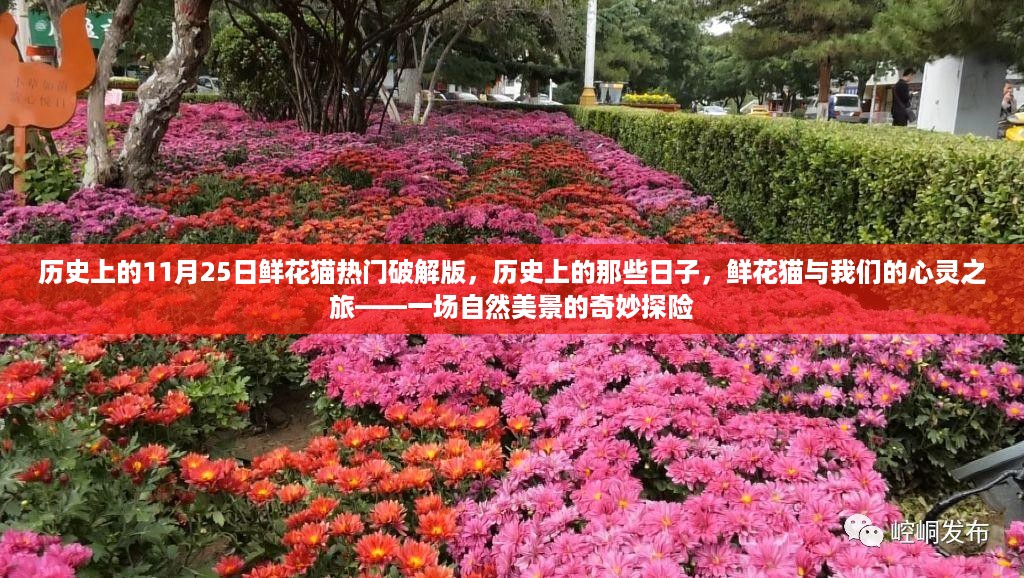 历史上的那些日子，鲜花猫的心灵之旅与奇妙探险破解版揭秘