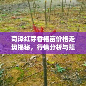 菏泽红芽香椿苗价格走势揭秘，行情分析与预测